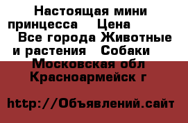 Настоящая мини принцесса  › Цена ­ 25 000 - Все города Животные и растения » Собаки   . Московская обл.,Красноармейск г.